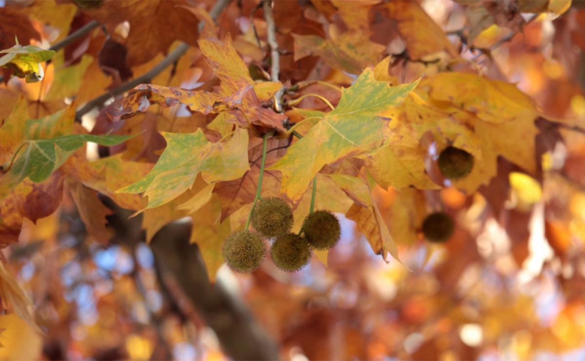 Ilustrativa. Plátano. 