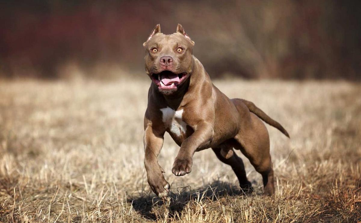 Tres pitbulls atacaron a un niño de 10 años en Córdoba.