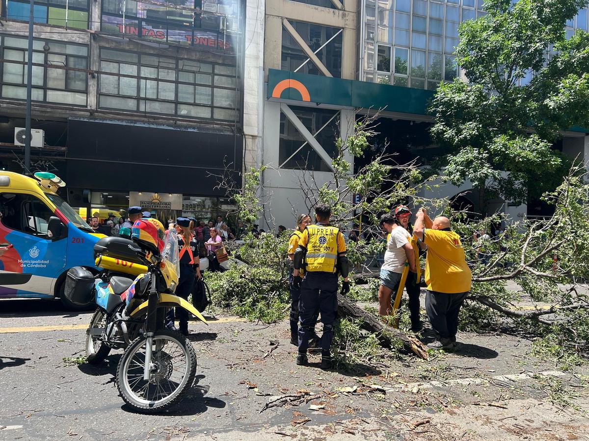 FOTO: El árbol cayó y aplastó a un transeúnte en Córdoba.