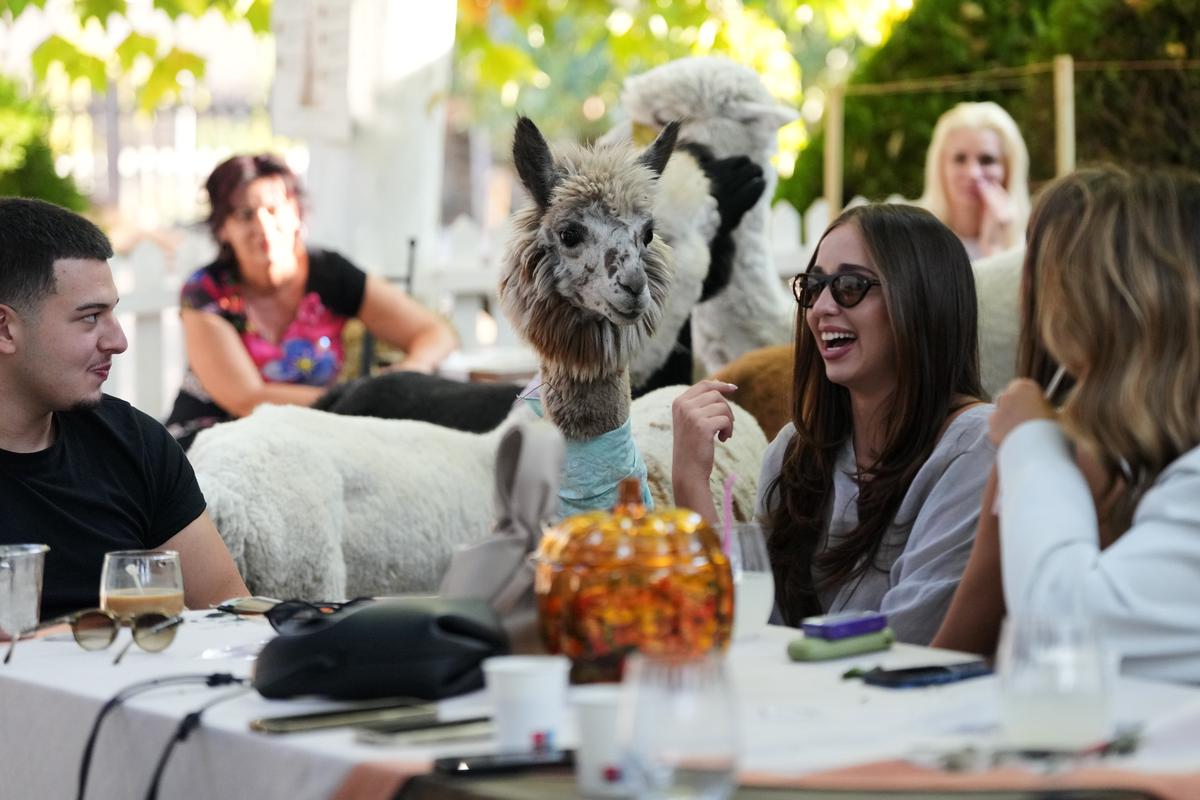Una cafetería poco común en Serbia ofrece la compañía de alpacas