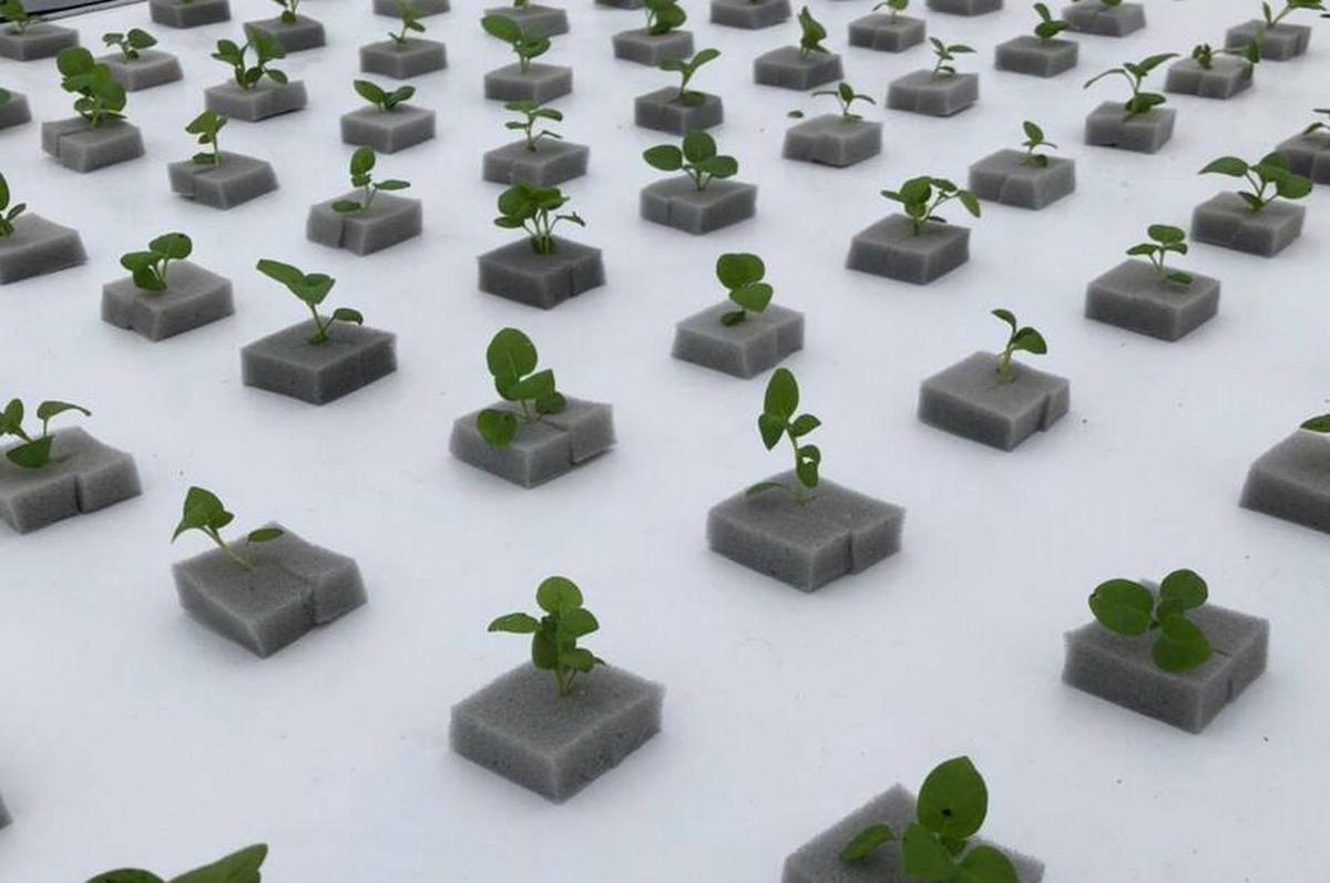 Agroplant: La revolución de la producción de papa sin tierra en Argentina