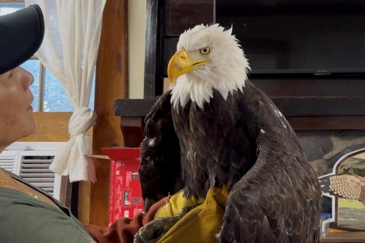 Jackie, el águila calva de California que se volvió famosa en internet, muere de una enfermedad