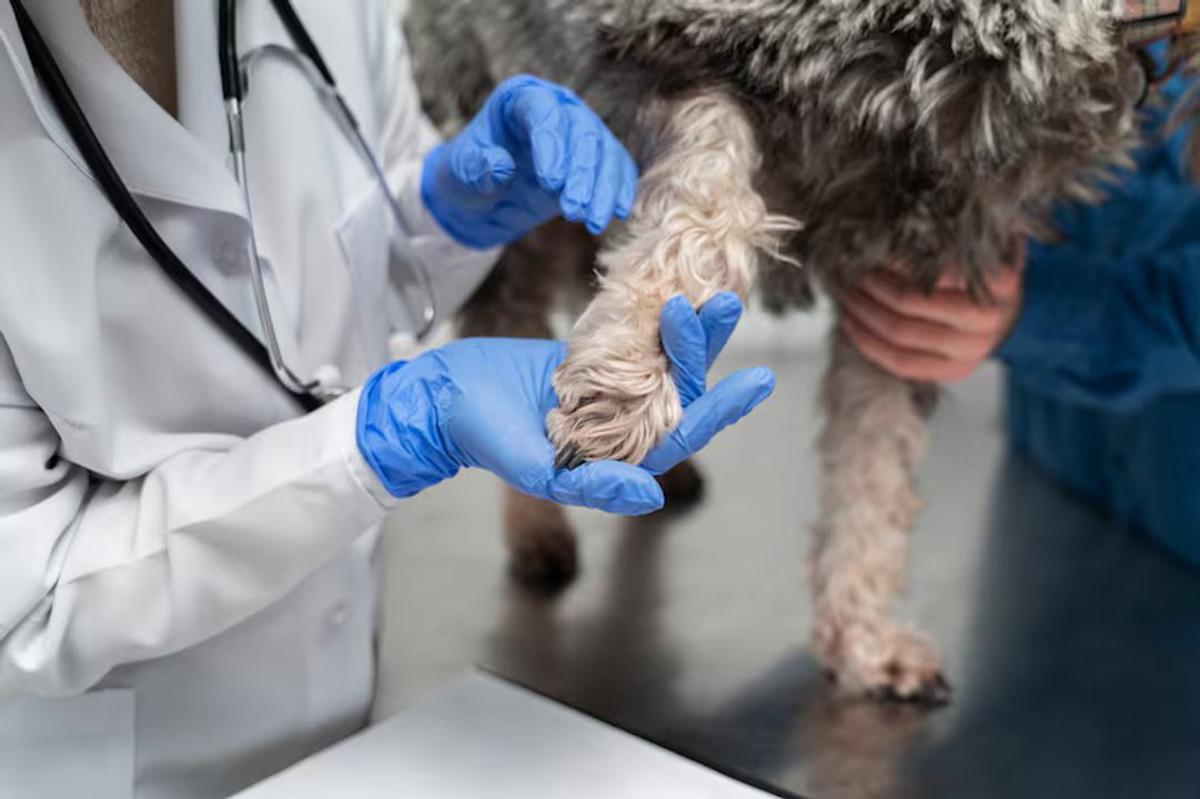 Leptospirosis: se registran 76 casos confirmados y 106 probables en humanos en Argentina