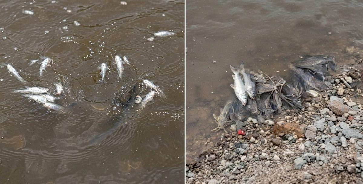 La alarmante situación en el río Salí pone en jaque la fauna acuática