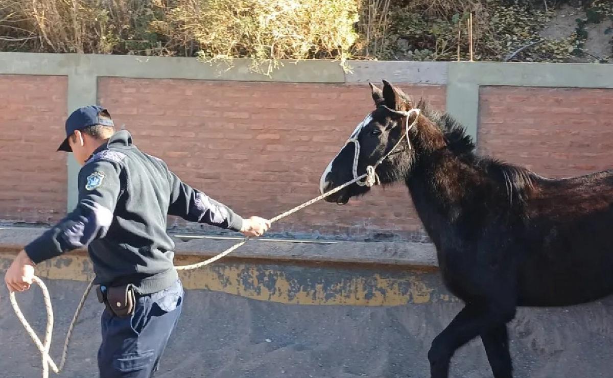 FOTO: Crece el robo de caballos en San Juan. (Foto: Telesol)