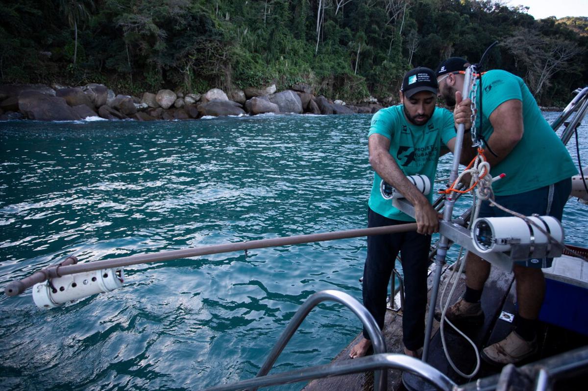 Bahía brasileña que es zona de cría de tiburones impulsa un importante proyecto de conservación