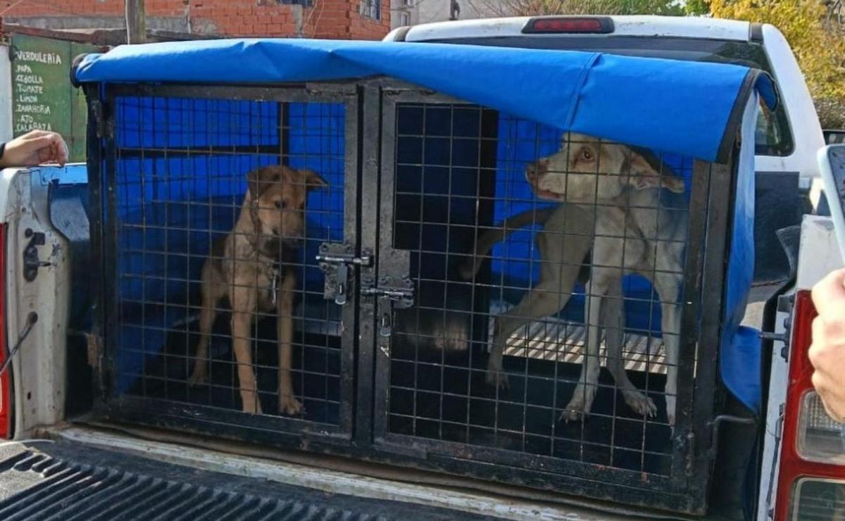 Los operativos se activaron a partir de denuncias difundidas públicamente.