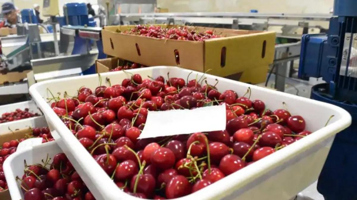 Hubo interés por parte de China sobre las cerezas argentinas.