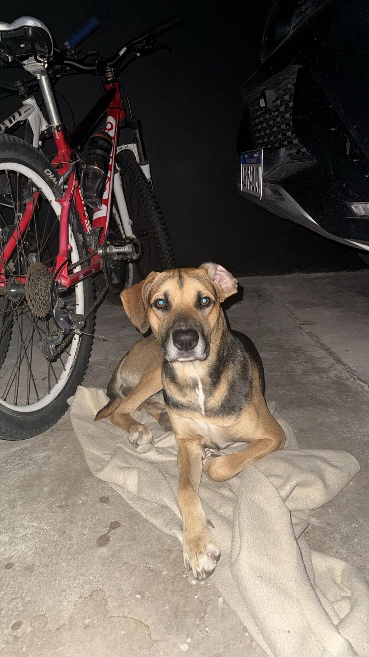 Un perro fiel espera y encuentra su hogar
