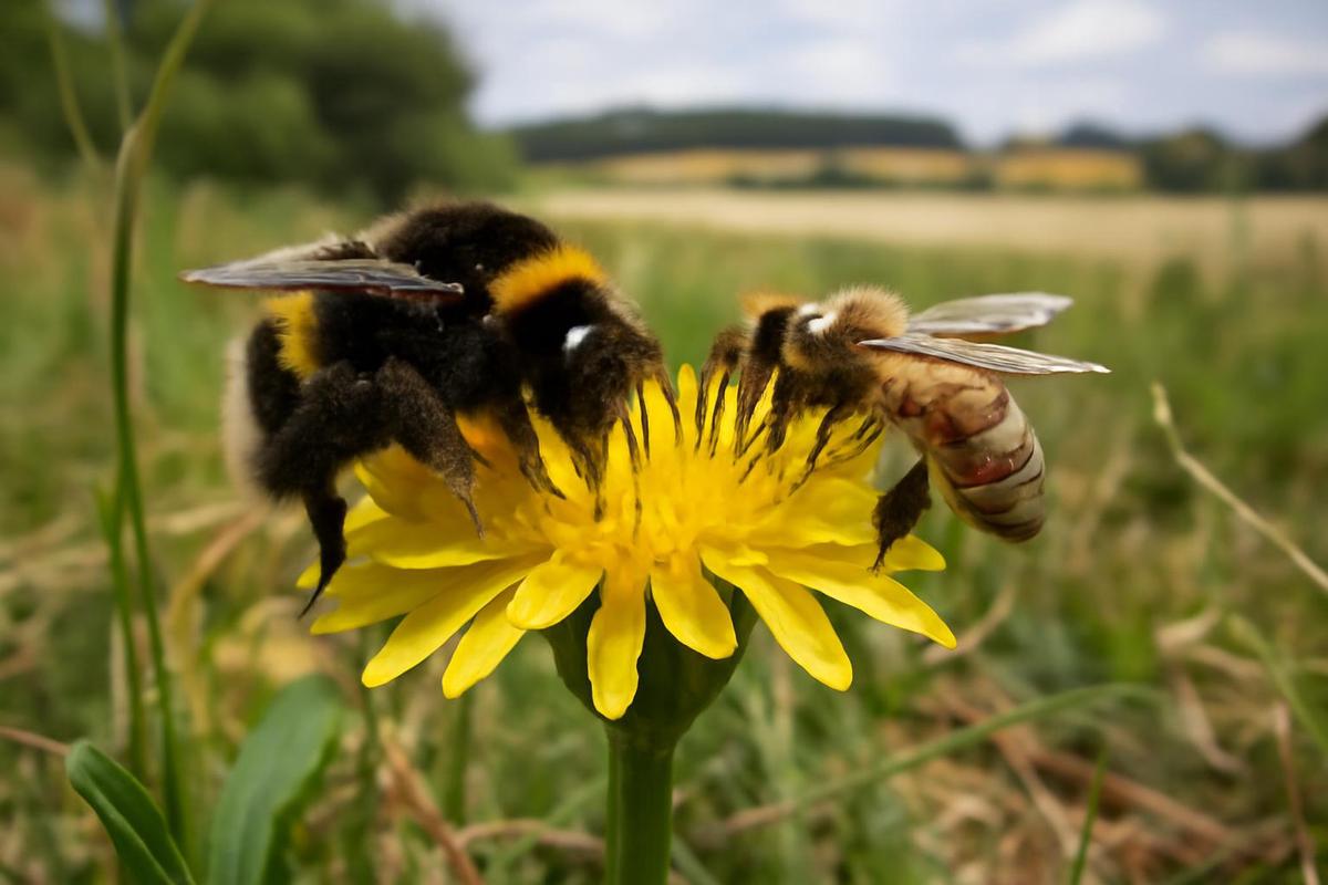 Abejas melíferas y su acumulación de metales tóxicos