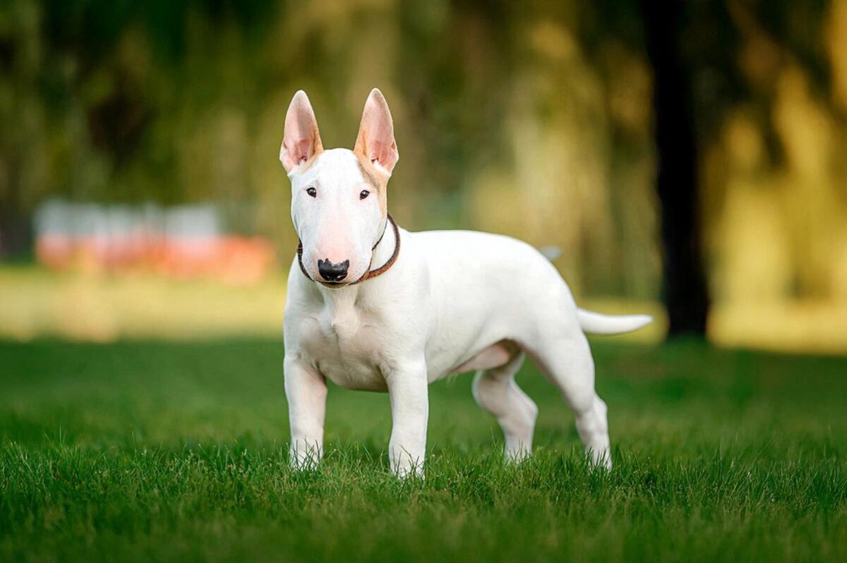 Perro bull terrier. (Foto: ilustrativa)