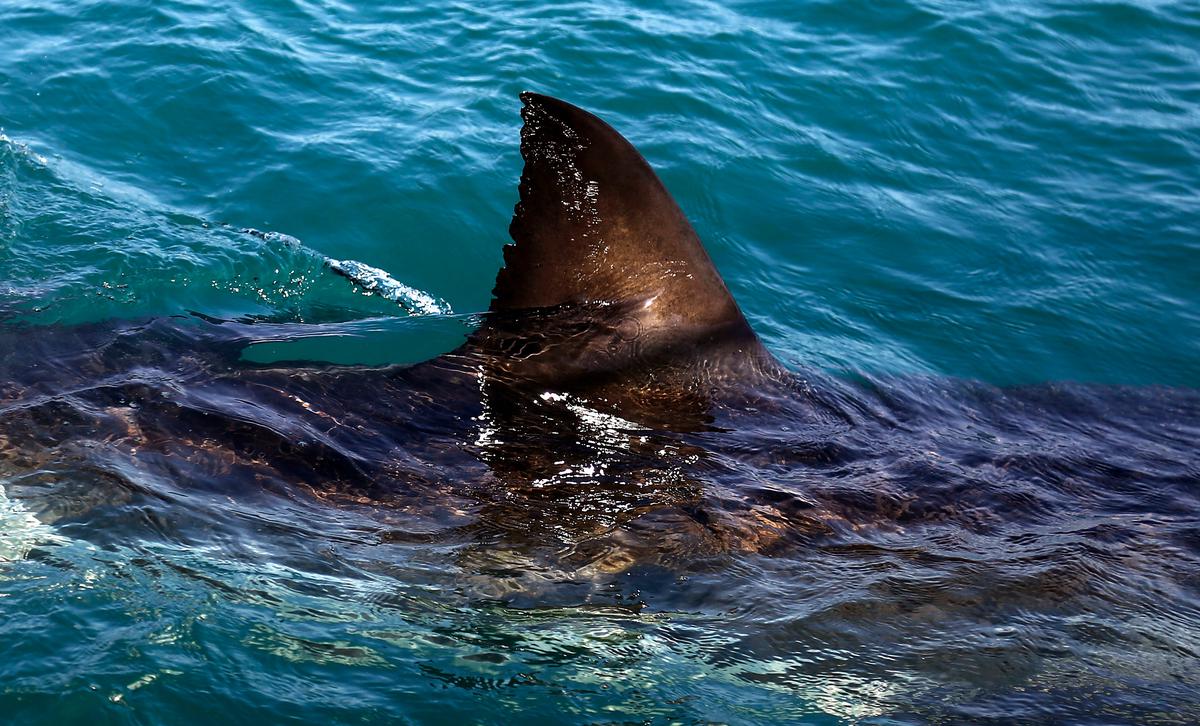 Cierran playas del Cabo Oriental de Sudáfrica por ataque mortal de tiburón