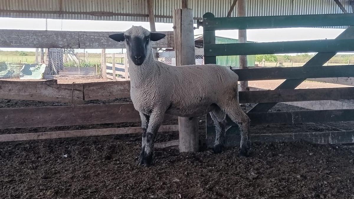 Hampshire Down. Una de las razas que cría Taffarel. 