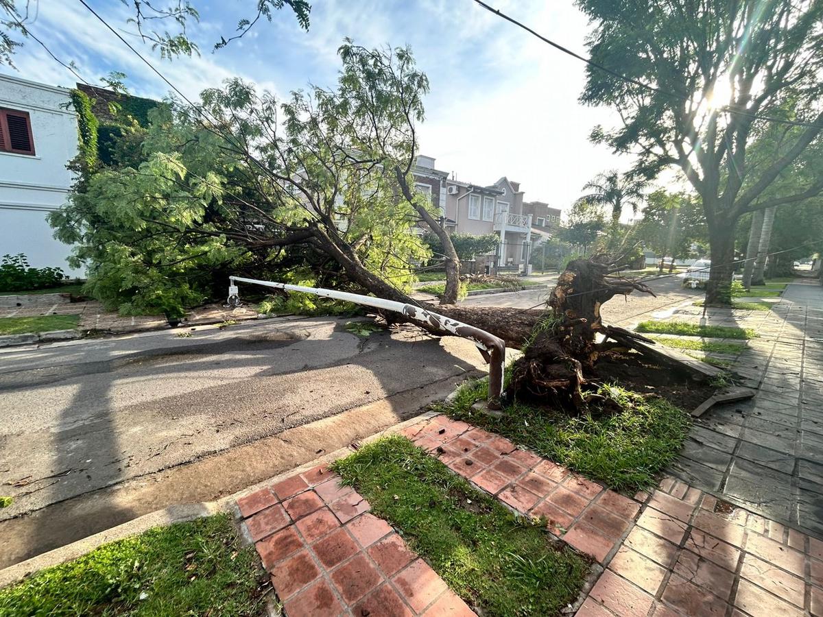 FOTO: Caída del árbol en barrio Jardín Alborada