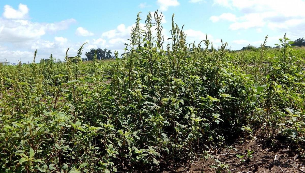 FOTO: En campos difíciles con explosión de malezas, la combinación de productos es necesari