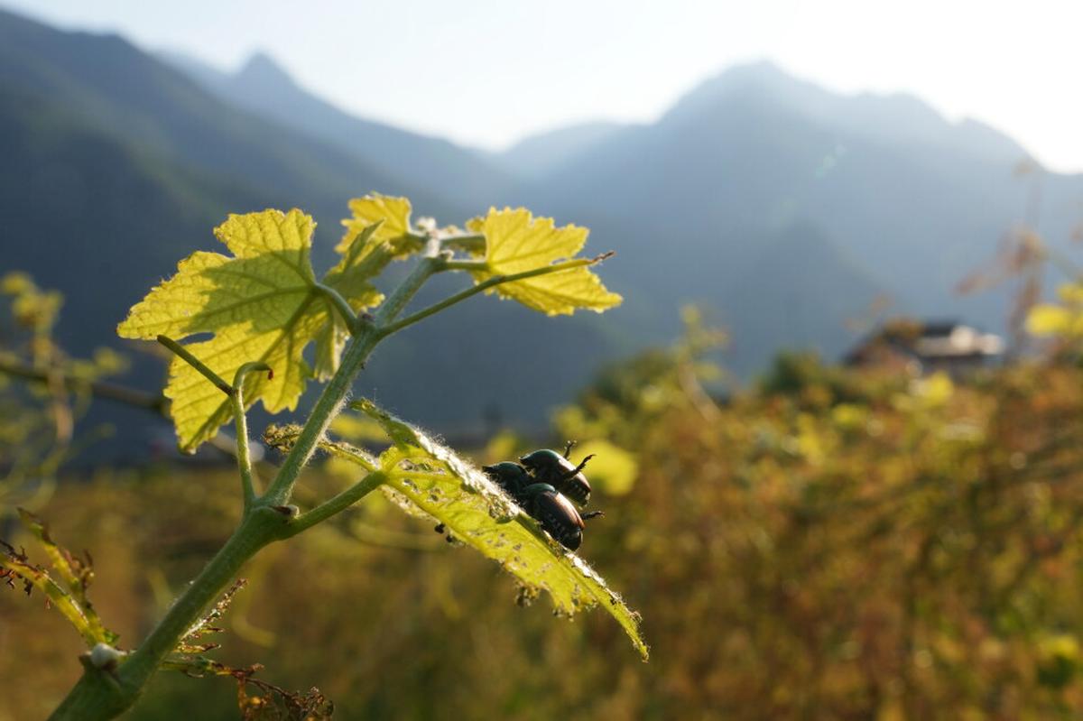 El escarabajo japonés amenaza la producción agrícola en el norte de Italia