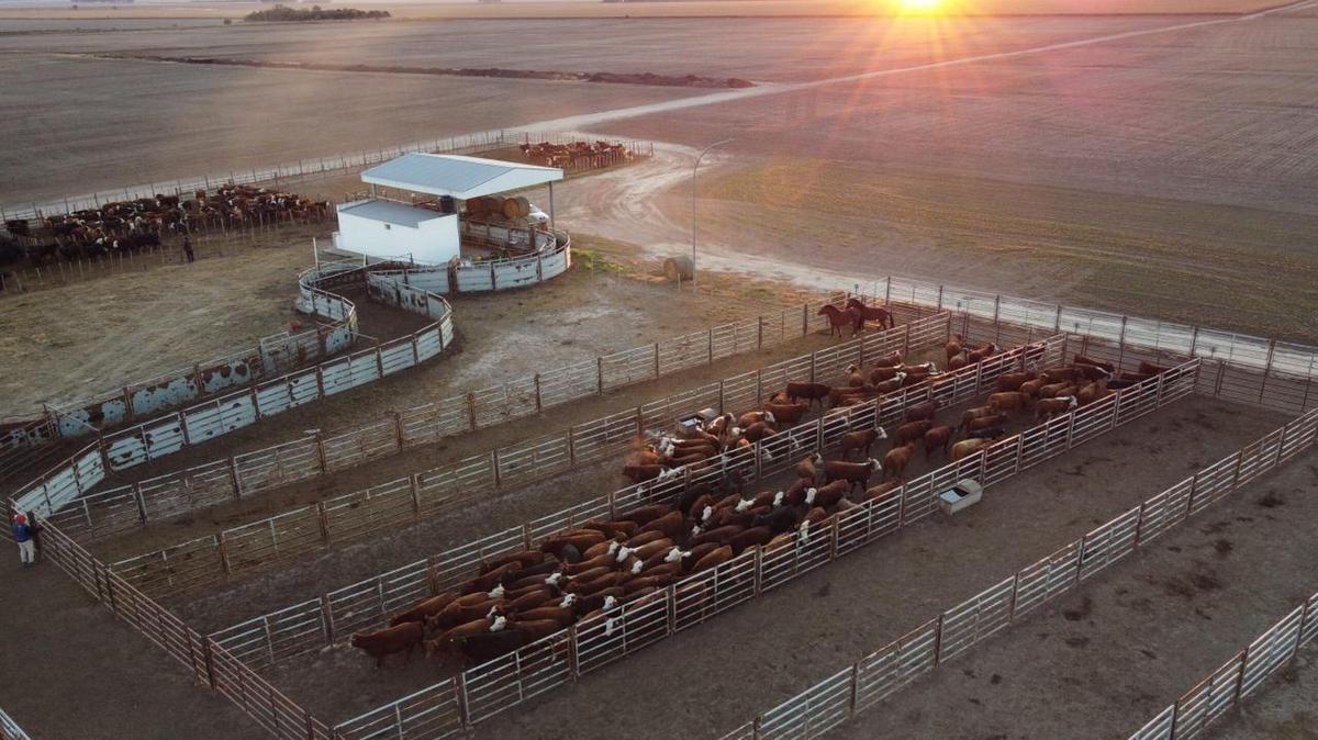 Ganadería circular. Lattanzi explicó el ADN de una empresa que va por más.