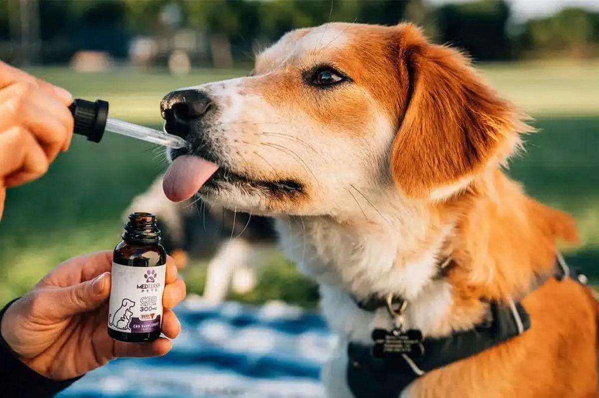 Mendoza avanza en cannabis medicinal veterinario