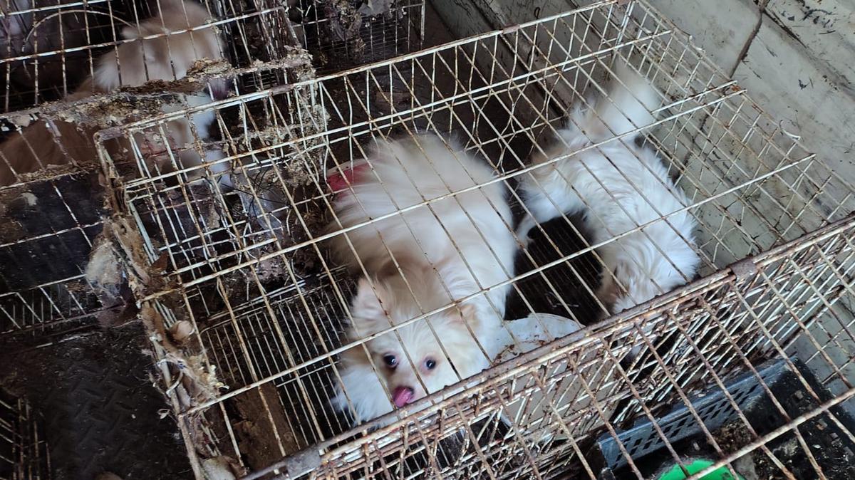 Rescataron a 87 perros que sufrían maltrato animal en Córdoba. (Foto: Policía)