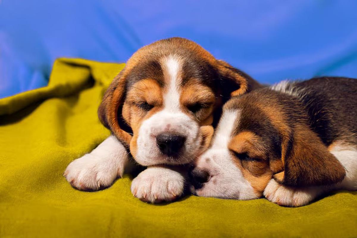 Día Mundial del Perro: actividades para celebrar y fortalecer el vínculo con tu mascota