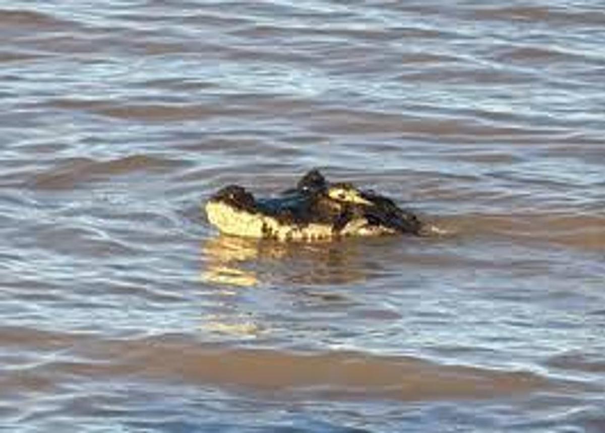 Un yacaré gigante sorprende en la costa de Rosario durante el feriado