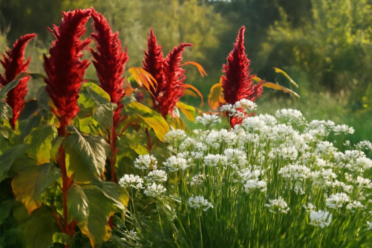 Amaranth y cebollín de ajo en el jardín