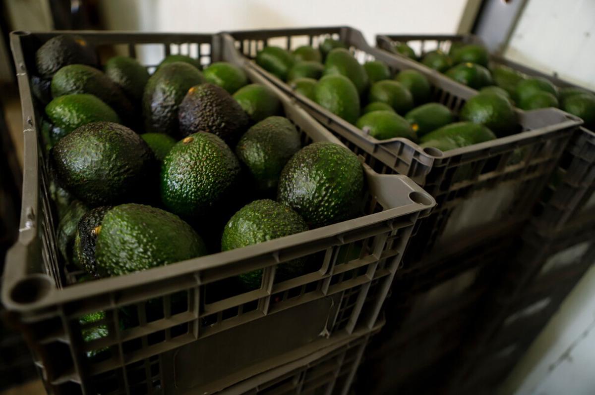 Las razones detrás de las interrupciones en la venta de aguacates mexicanos a Estados Unidos