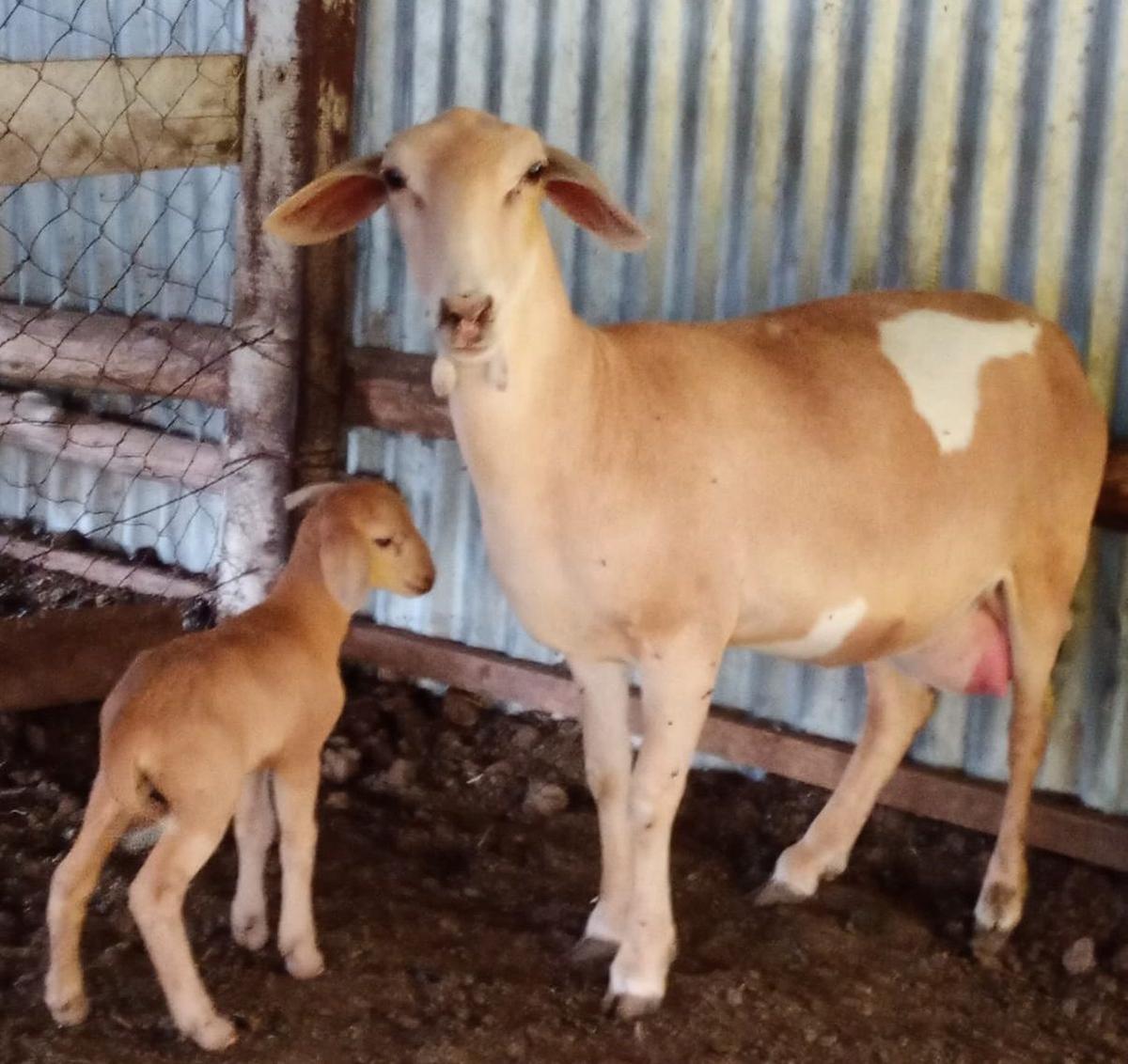 Estatus perdido. Ahora Argentina debe recuperar la categoría de "libre"