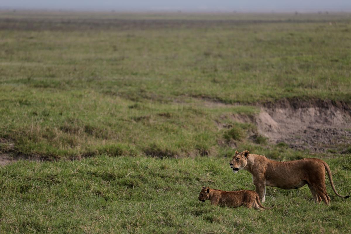 Las autoridades de Tanzania sospechan que 10 leones fueron envenenados en una reserva natural