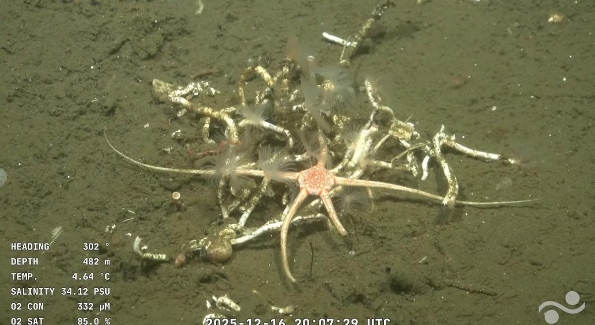 Comenzó un nuevo streaming en el océano profundo.