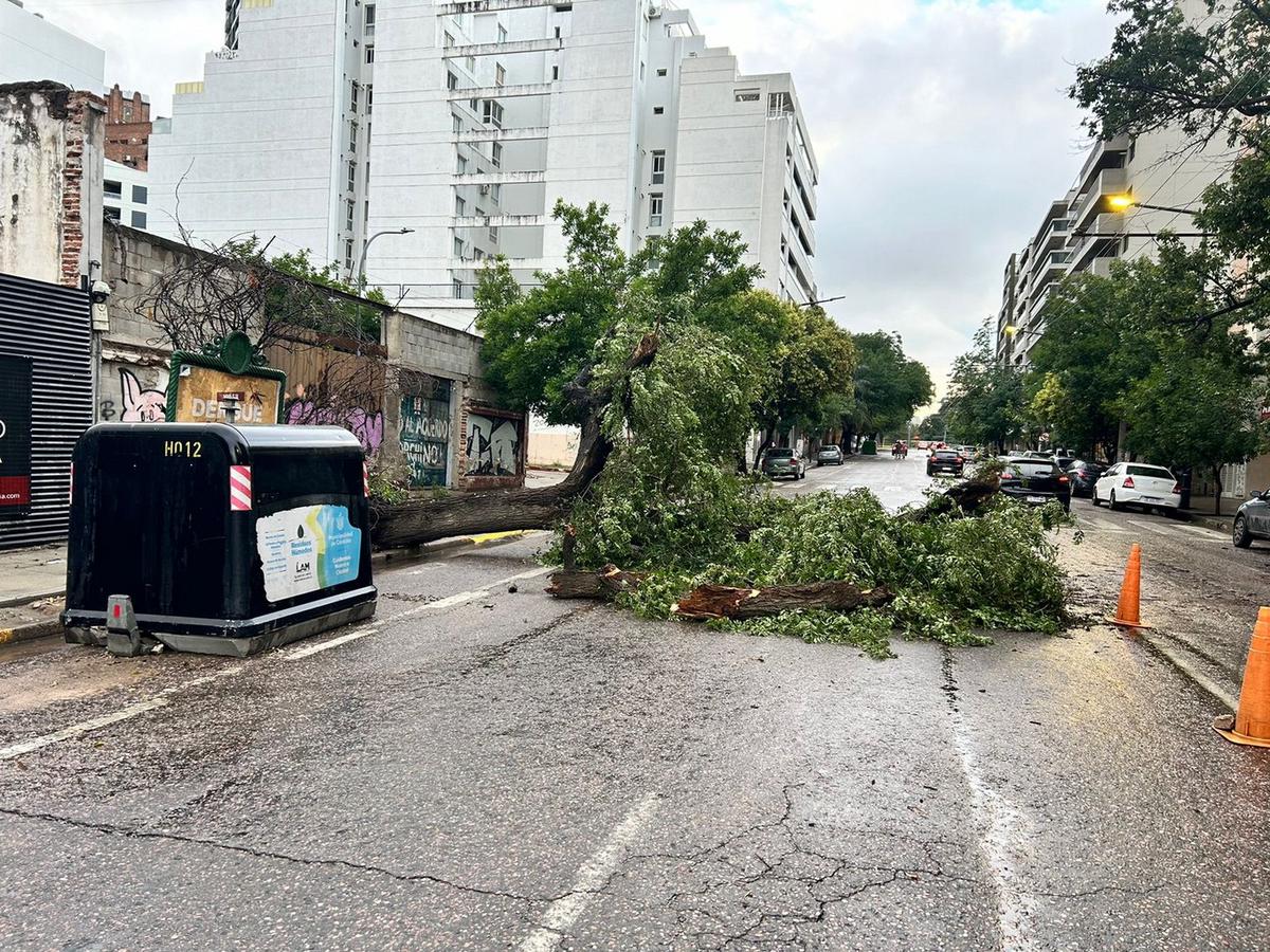 FOTO: La tormenta tiró un árbol en avenida Vélez Sarsfield