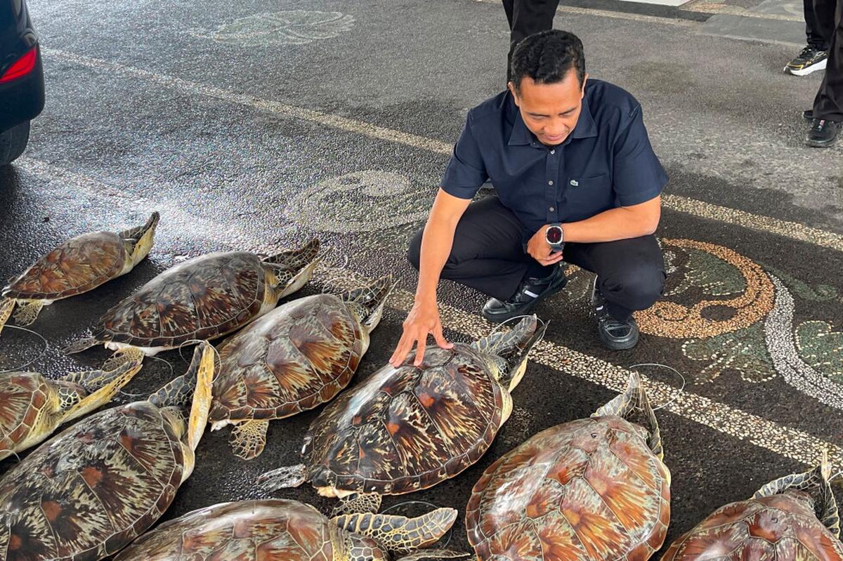Policía en Bali frustra intento de vender 21 tortugas protegidas; arrestan a sospechoso