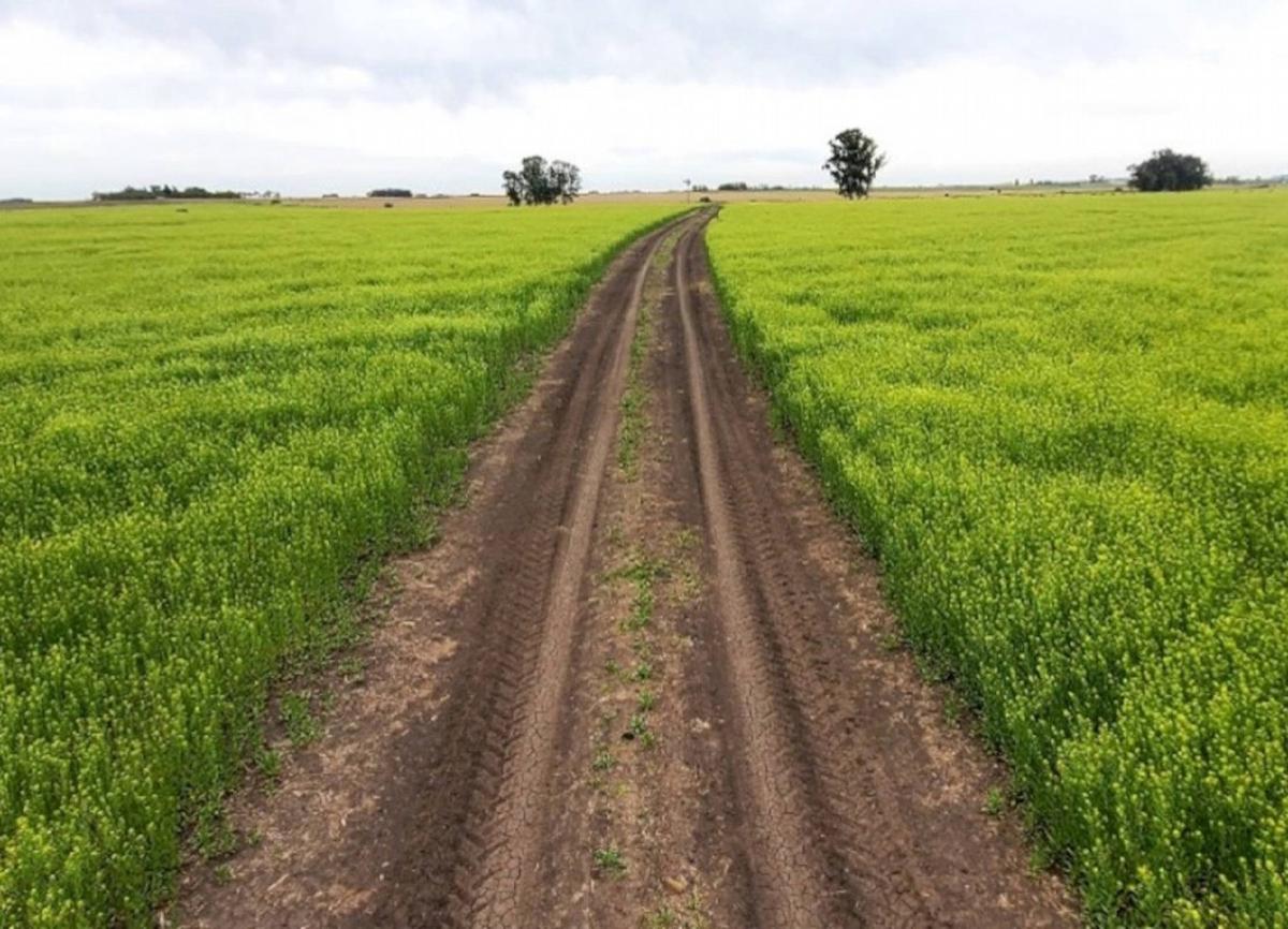 FOTO: Camelina es un anexo a la intensificación y no le saca recursos al cultivo siguiente
