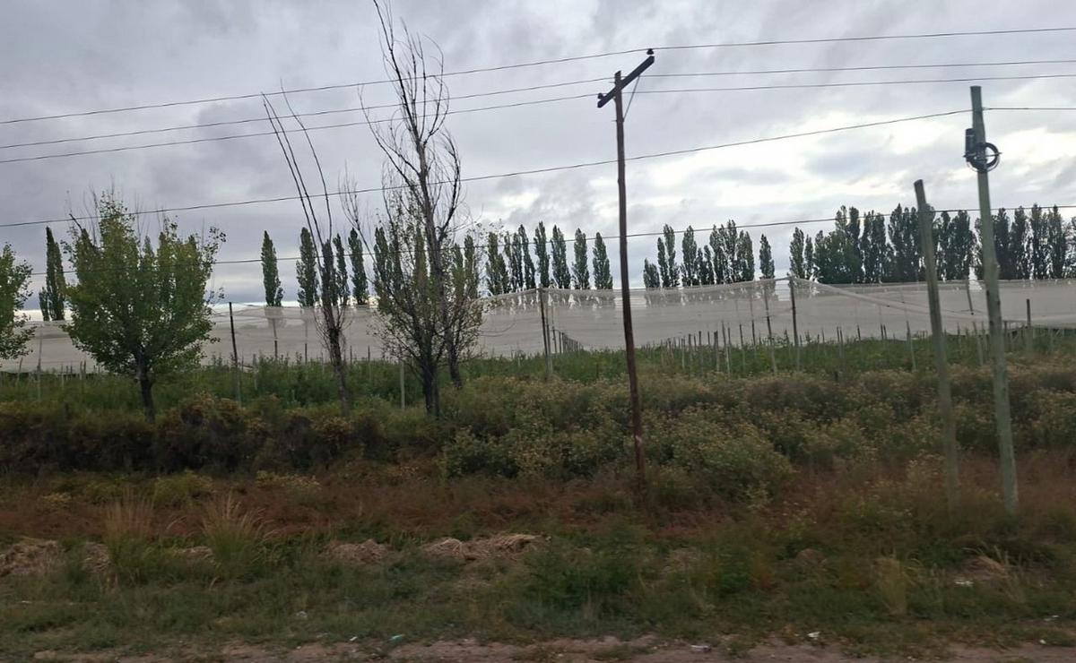 Producción de frutas en la zona de Vaca Muerta en Neuquén.