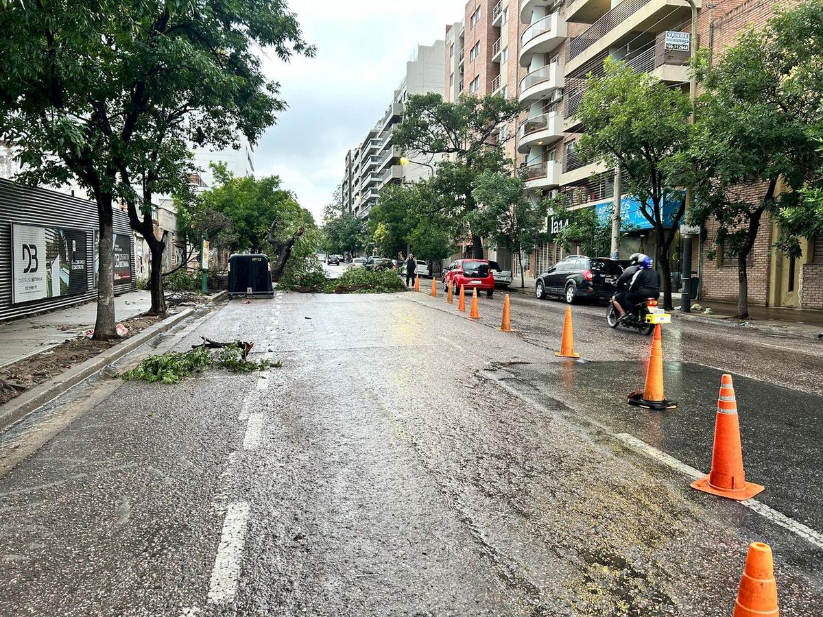 FOTO: La tormenta tiró un árbol en avenida Vélez Sarsfield