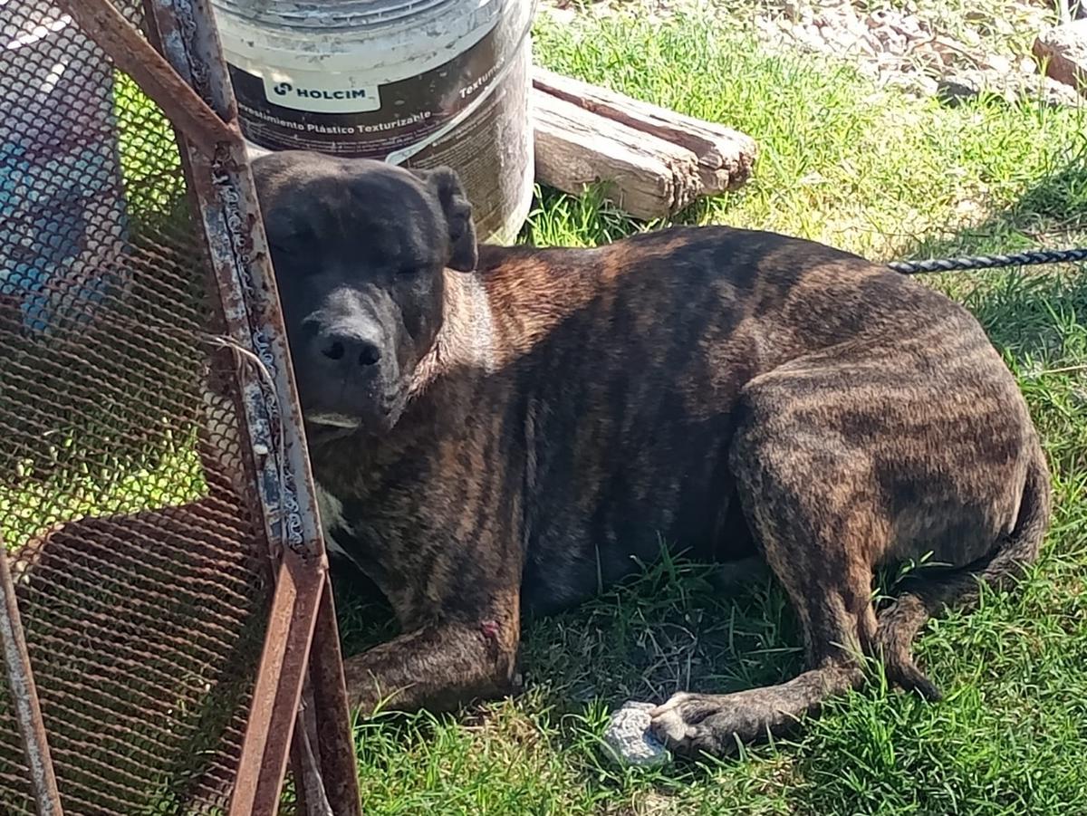 Uno de los perros mestizos que atacó a un hombre en Parque República.