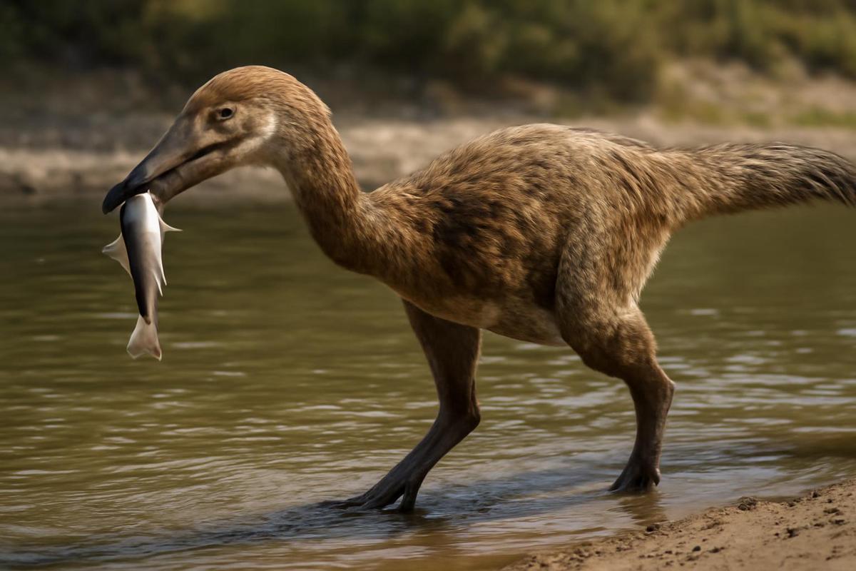 Reconstrucción artística de Kank australis