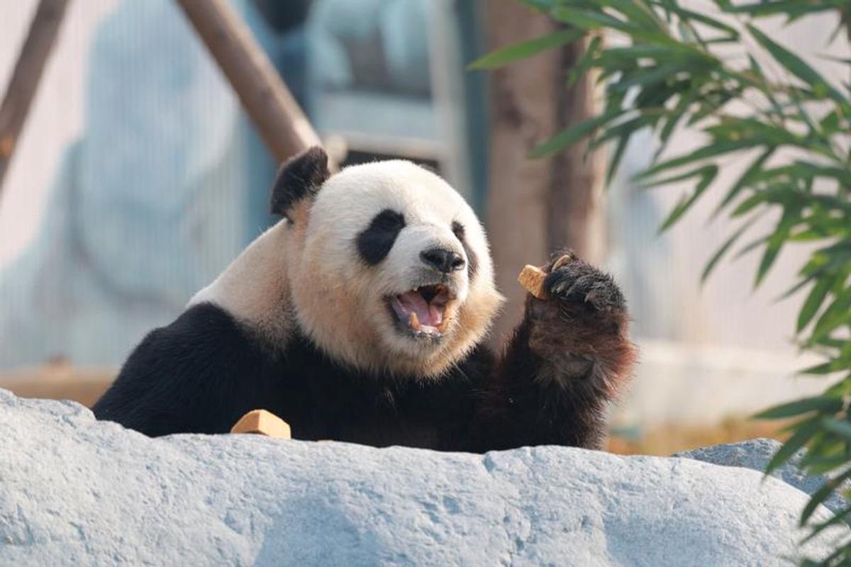 La nueva base de pandas en China recibió a más de 6.000 visitantes en su debut.
