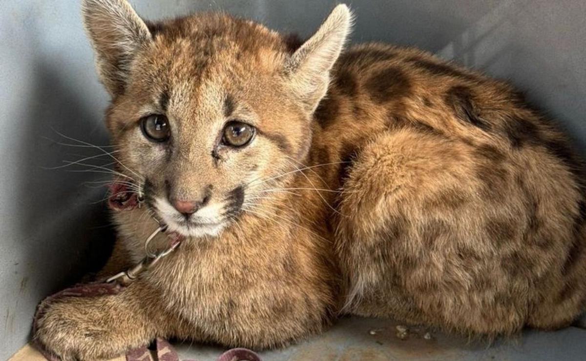 FOTO: El animal fue encontrado en una vivienda.