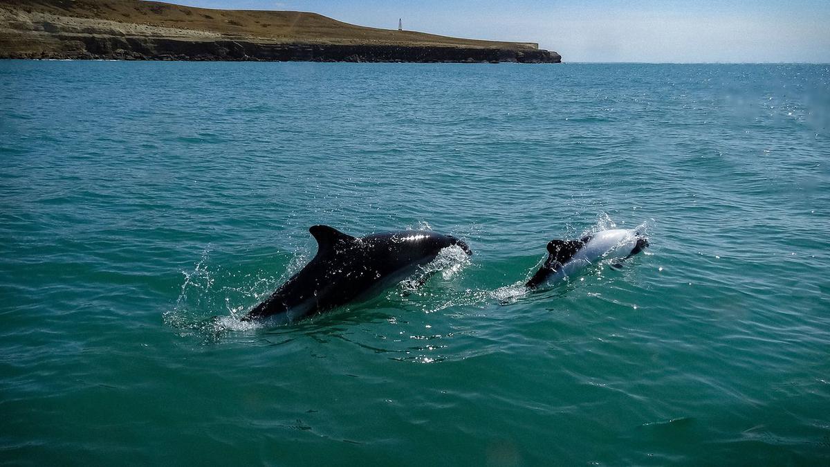 Día Mundial de los Océanos: Importancia y Celebración en Argentina y el Mundo