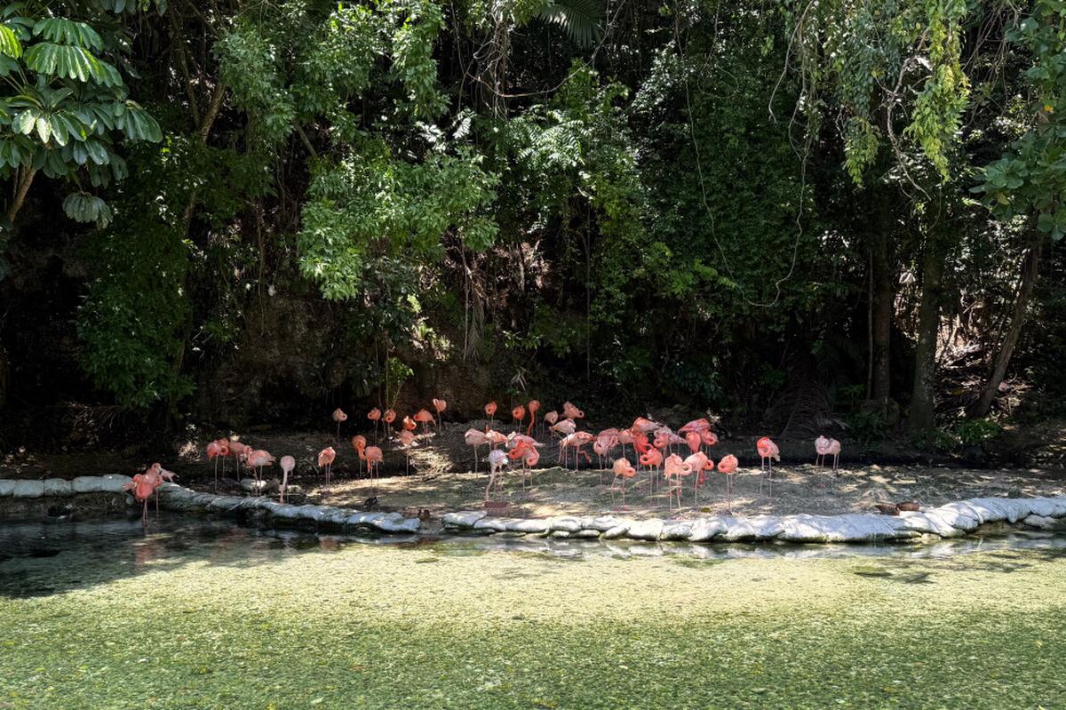 Zoológico de República Dominicana acoge animales confiscados