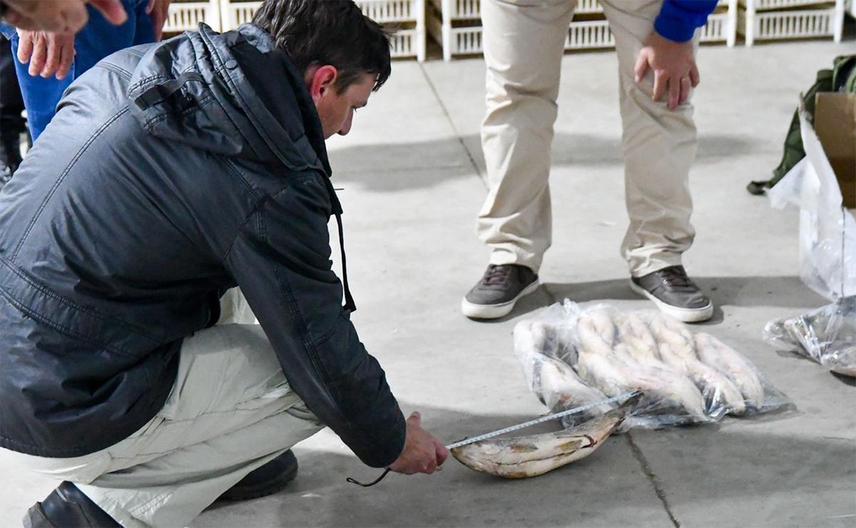 Santa Fe suspende por un año el acopio de pescado para exportación.