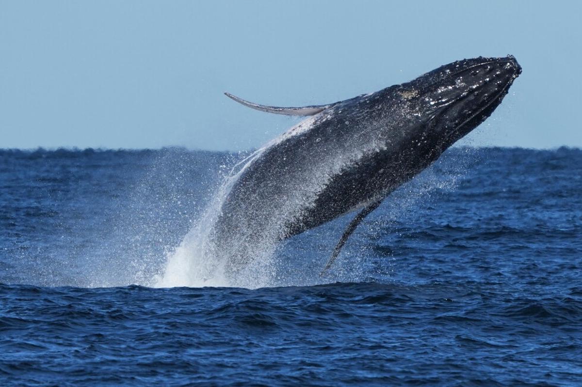 Las manadas de ballenas se recuperan de la caza, pero enfrentan una amenaza por la guerra con Irán