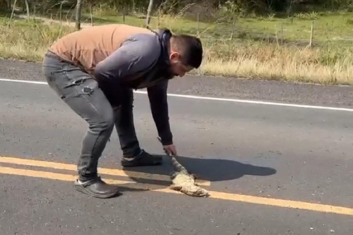 FOTO: El hombre estaba rescatando al lagarto cuando fue atropellado.