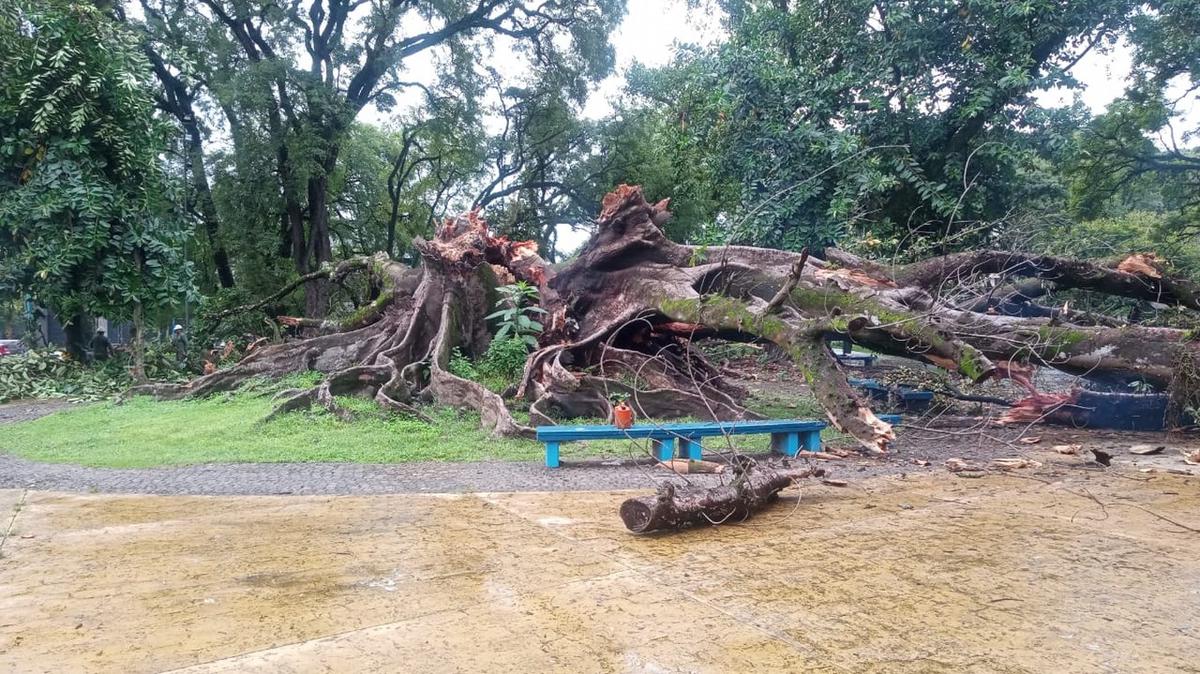 El adiós a un ícono verde