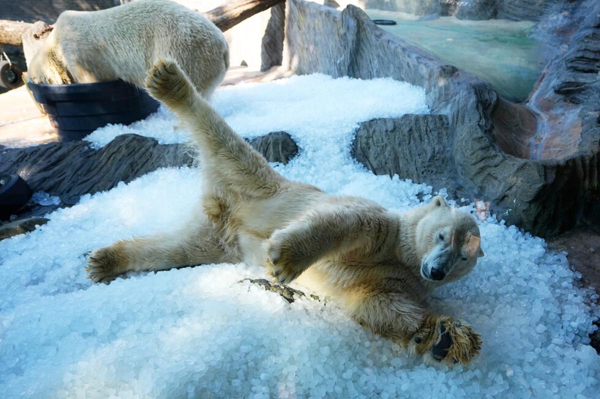 El Zoo de Praga refresca a los osos polares con hielo durante una ola de calor en Europa