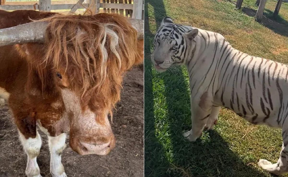 Incautaron 135 animales exóticos en operativos contra bandas criminales en México. (Foto: Milenio)
