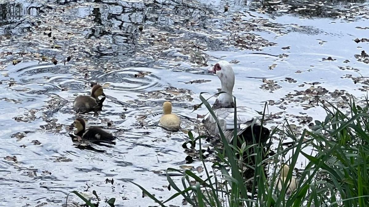 FOTO: Los patitos del Parque 9 de Julio de Tucumán