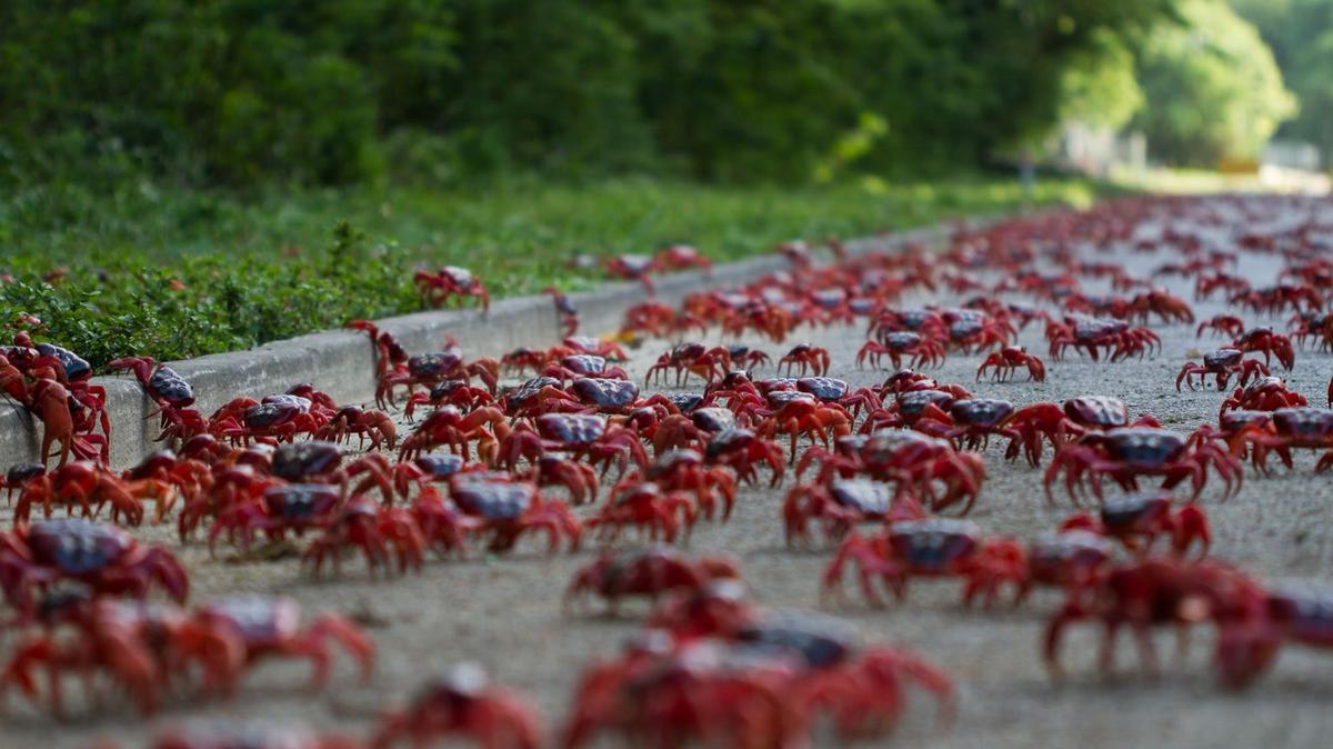 Los cangrejos rojos migran hacía al mar para poner huevos. (Foto:X)