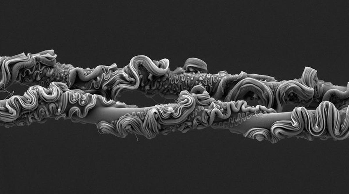 Imagen de microscopía electrónica de la telaraña de Asianopis subrufa (Crédito: CONICET)